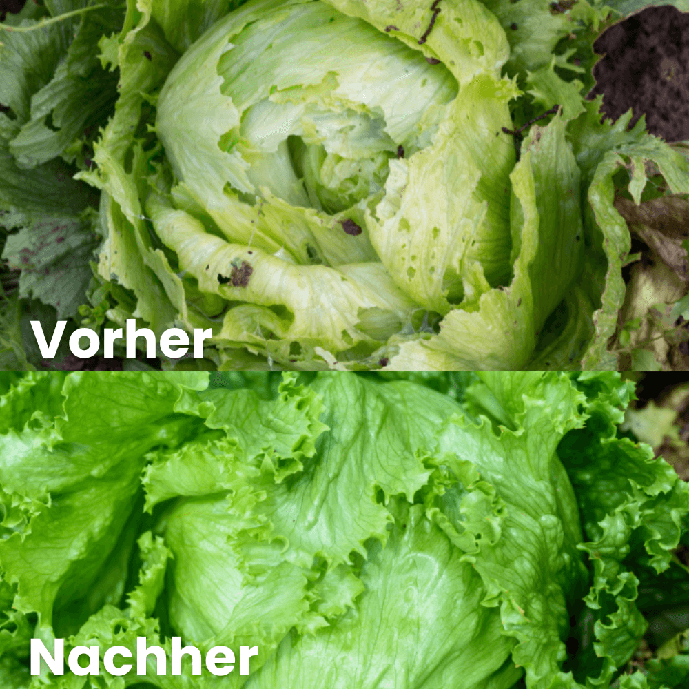 Salat vorher und nachher durch Schneckenschutz im Gemüsebeet