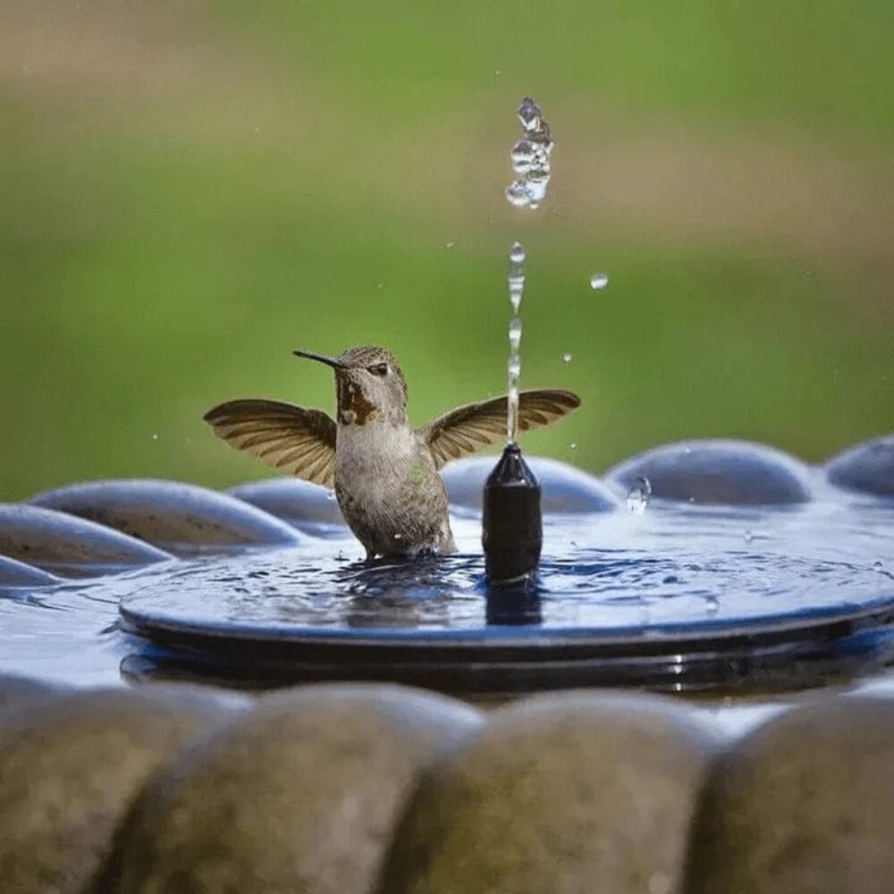 Kolibri badet im solarbetriebenen Springbrunnen im Garten – perfekt für Vögel.